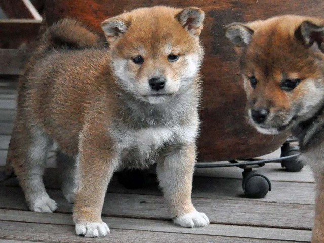 DSC_0247SHIBA DSC_0247SHIBA