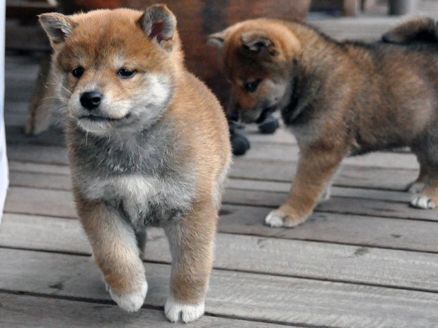 DSC_0250SHIBA DSC_0250SHIBA