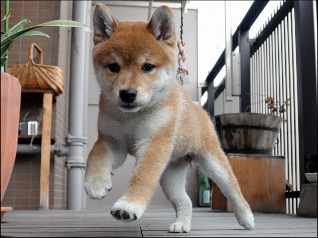 DSC_0250SHIBA DSC_0250SHIBA