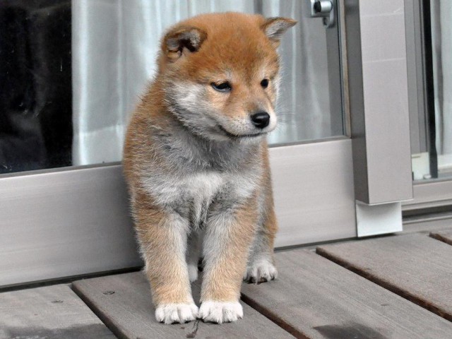 DSC_0260SHIBA DSC_0260SHIBA
