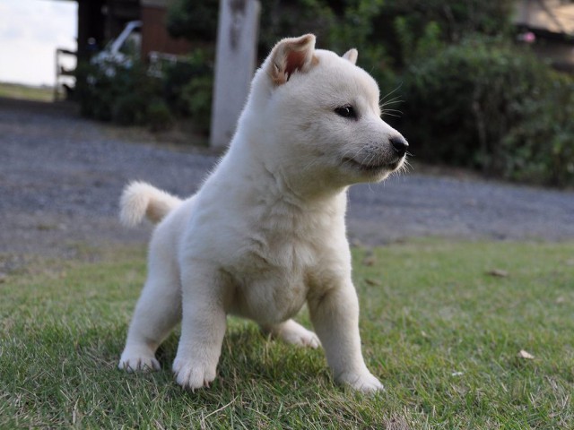 DSC_0261Shiba DSC_0261Shiba