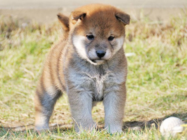 DSC_0266Shiba DSC_0266Shiba