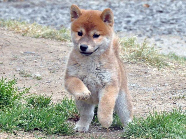 DSC_0271SHIBA DSC_0271SHIBA