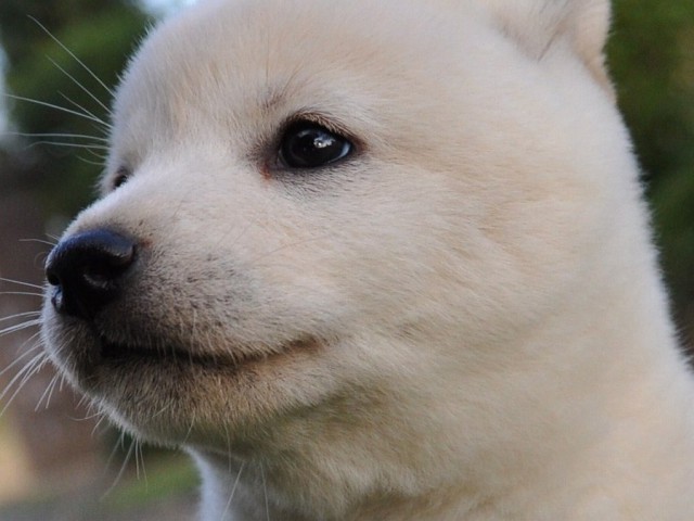 DSC_0272Shiba DSC_0272Shiba