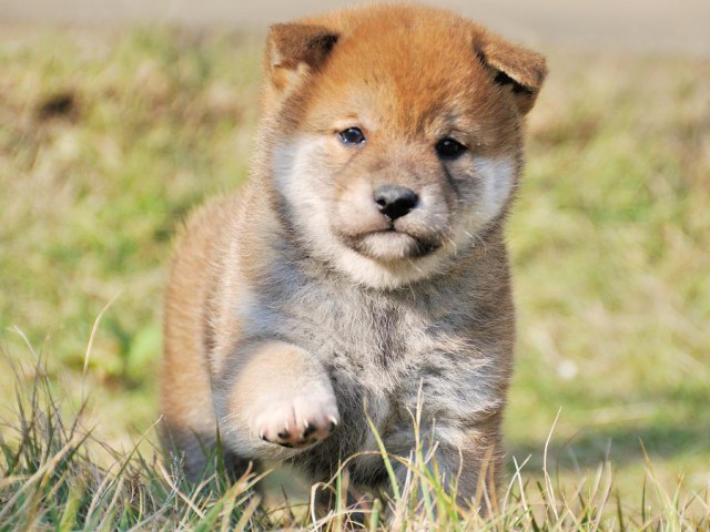 DSC_0296Shiba DSC_0296Shiba
