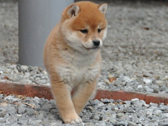 DSC_0306shiba DSC_0306shiba