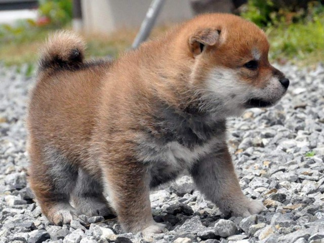 DSC_0309SHIBA DSC_0309SHIBA