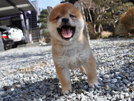 DSC_0310-shibainu DSC_0310-shibainu