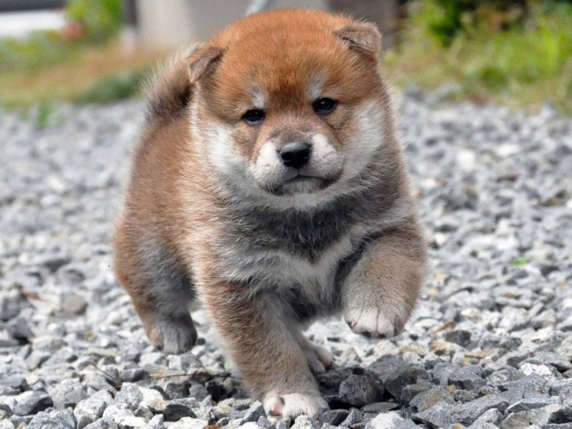 DSC_0312SHIBA DSC_0312SHIBA