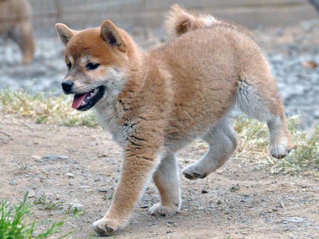 DSC_0313SHIBA DSC_0313SHIBA