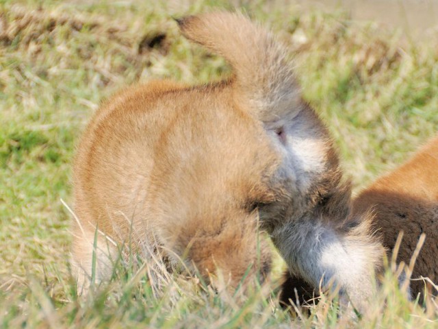 DSC_0314Shiba DSC_0314Shiba
