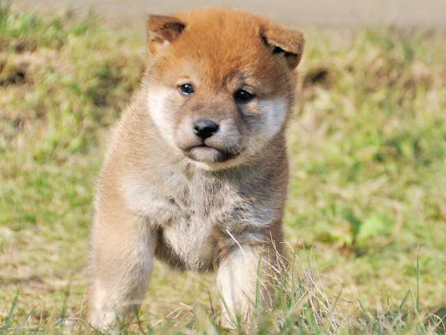 DSC_0320Shiba DSC_0320Shiba