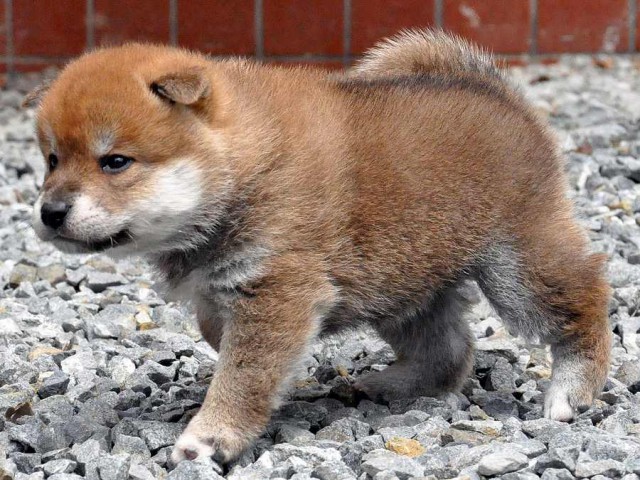 DSC_0333SHIBA DSC_0333SHIBA
