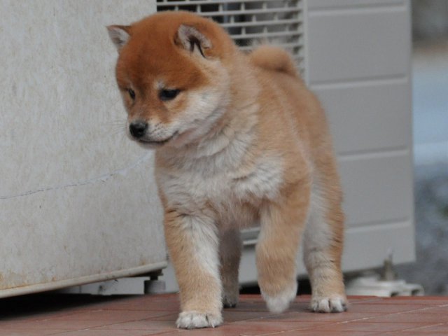 DSC_0341shiba DSC_0341shiba