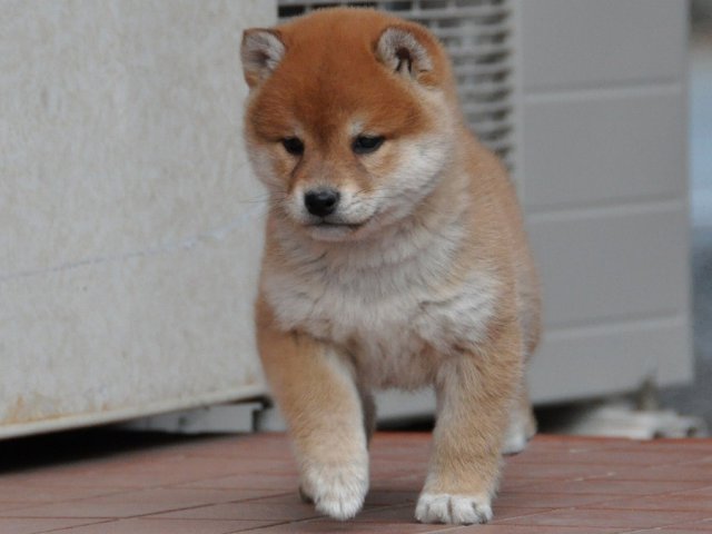 DSC_0345shiba DSC_0345shiba