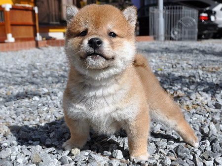 DSC_0346-shibainu DSC_0346-shibainu
