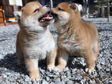 DSC_0348-shibainu DSC_0348-shibainu