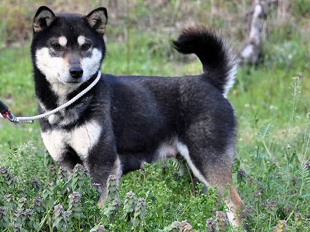 DSC_0349SHIBASHIBA