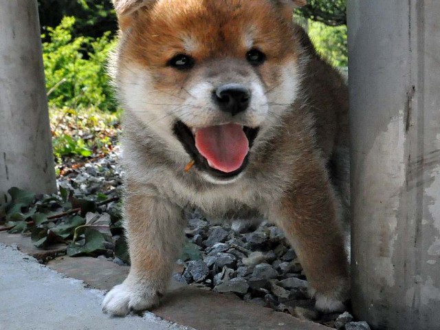 DSC_0352SHIBA DSC_0352SHIBA