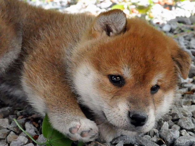 DSC_0369SHIBA DSC_0369SHIBA