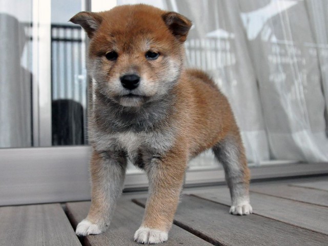 DSC_0374SHIBA DSC_0374SHIBA