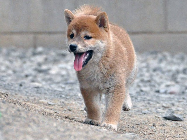 DSC_0377SHIBA DSC_0377SHIBA