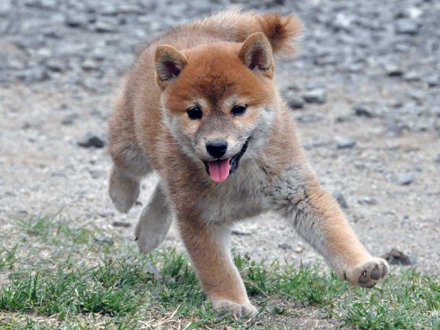 DSC_0382SHIBA DSC_0382SHIBA