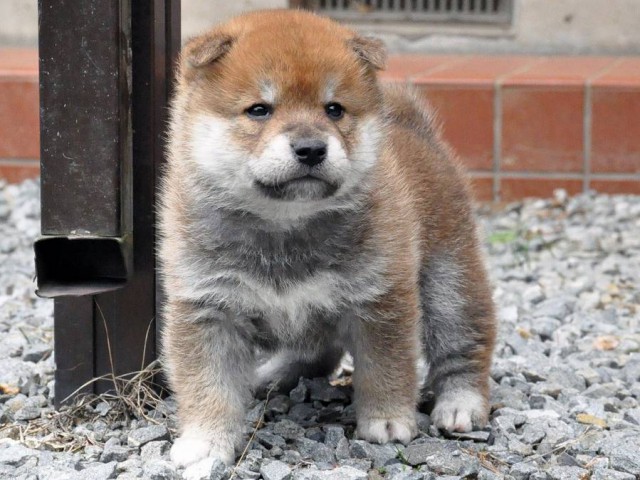 DSC_0384SHIBA DSC_0384SHIBA