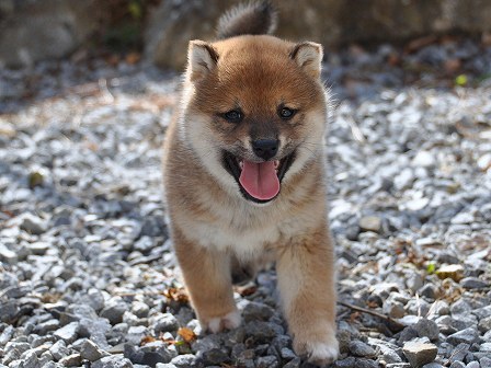 DSC_0399-shibainu DSC_0399-shibainu