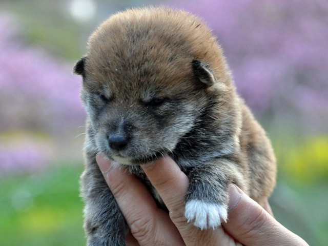 DSC_0413SHIBA DSC_0413SHIBA