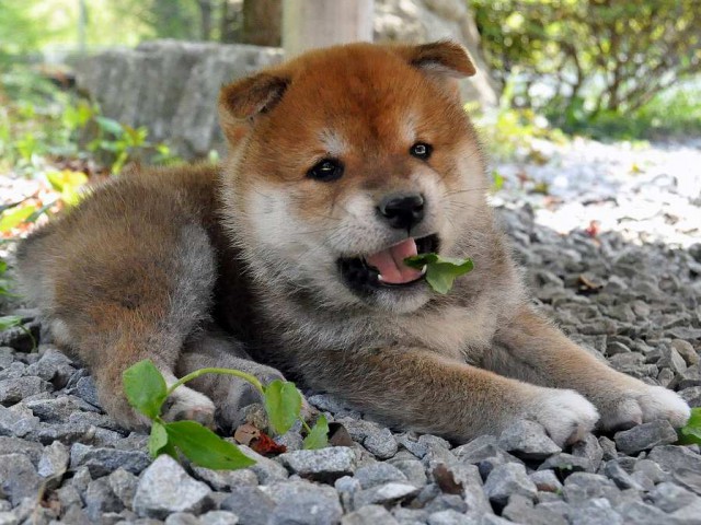 DSC_0415SHIBA DSC_0415SHIBA