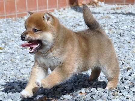DSC_0475-shibainu DSC_0475-shibainu