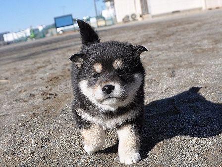 DSC_0481-shibainu-shibainu DSC_0481-shibainu-shibainu