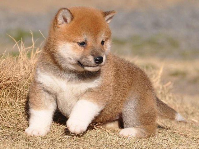 DSC_0490-shibainu DSC_0490-shibainu