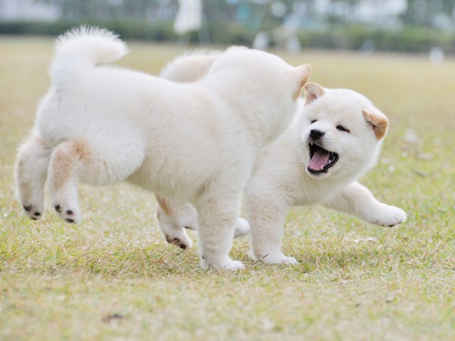 DSC_0499Shiba DSC_0499Shiba