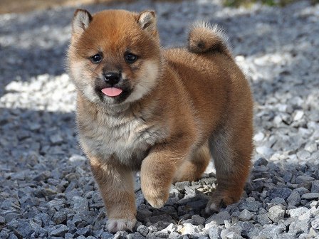 DSC_0501-shibainu DSC_0501-shibainu