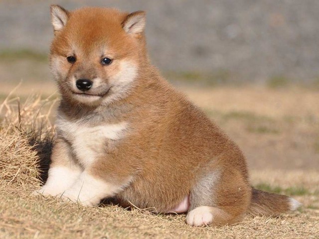 DSC_0504-shibainu DSC_0504-shibainu