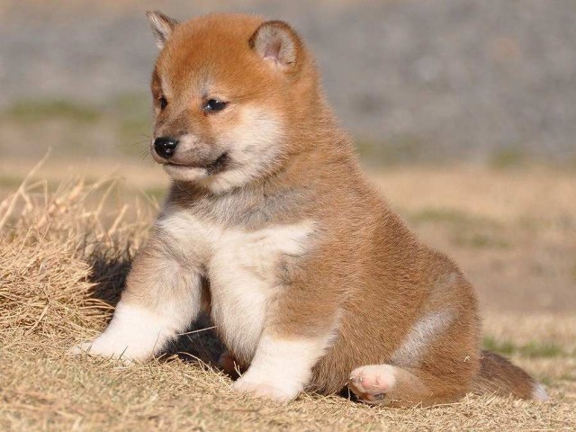 DSC_0507-shibainu DSC_0507-shibainu