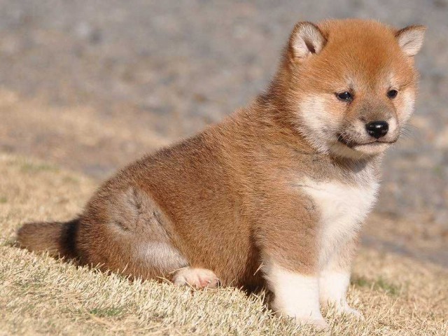 DSC_0519-shibainu DSC_0519-shibainu