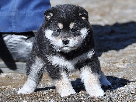DSC_0528-shibainu-shibainu DSC_0528-shibainu-shibainu