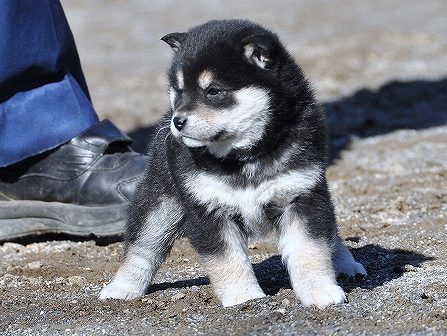 DSC_0537-shibainu-shibainu DSC_0537-shibainu-shibainu