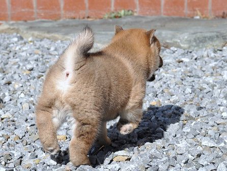DSC_0537-shibainu DSC_0537-shibainu