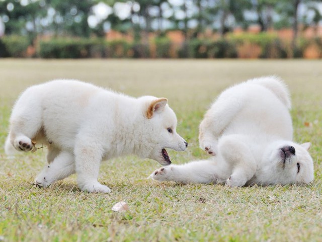 DSC_0537Shiba DSC_0537Shiba