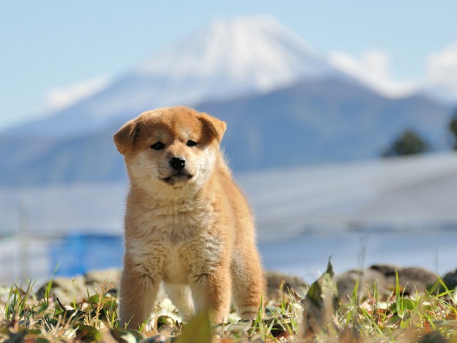 DSC_0540Shiba