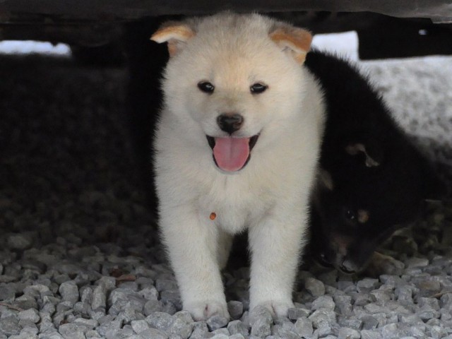 DSC_0542SHIBA DSC_0542SHIBA