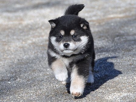 DSC_0553-shibainu-shibainu DSC_0553-shibainu-shibainu