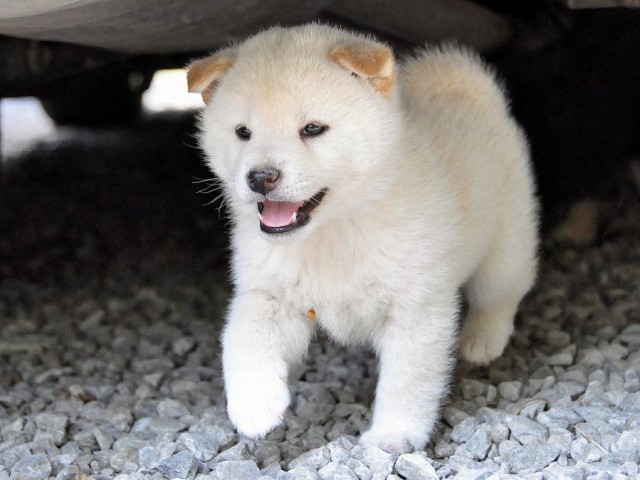 DSC_0578SHIBA DSC_0578SHIBA