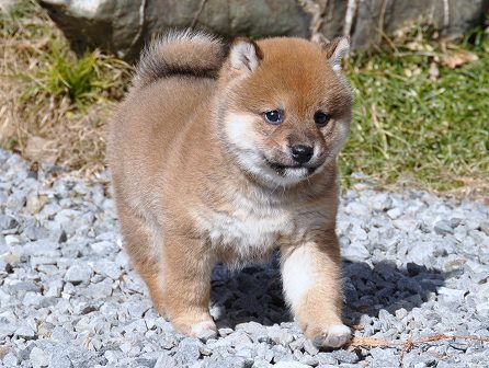 DSC_0583-shibainu DSC_0583-shibainu