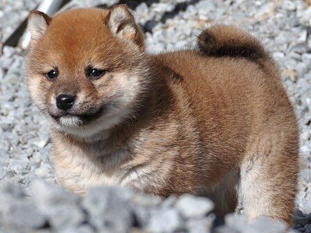 DSC_0593-shibainu DSC_0593-shibainu