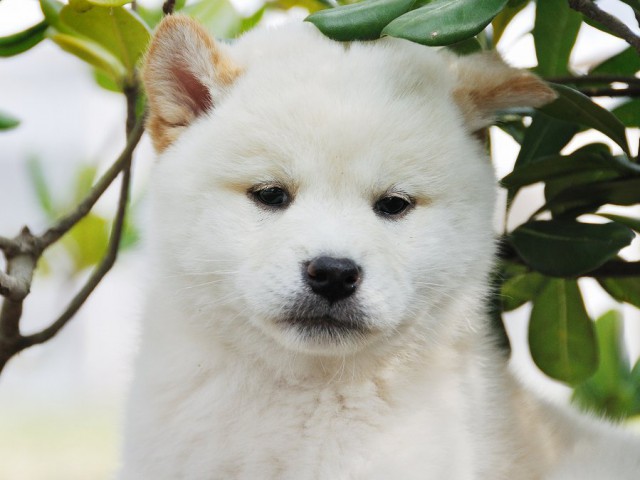 DSC_0607Shiba DSC_0607Shiba
